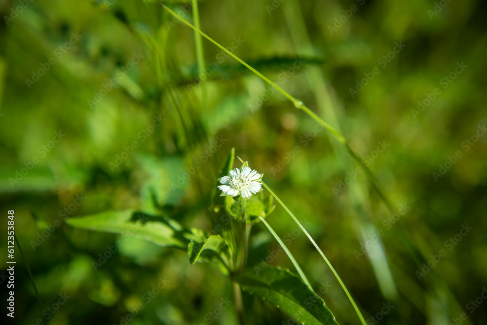 Radiant Beauty: Bhringraj or False Daisy Flower Shining Amidst Lush Greenery and Sunlight Radiant Beauty: Bhringraj or False Daisy Flower Shining Amidst Lush Greenery and Sunlight