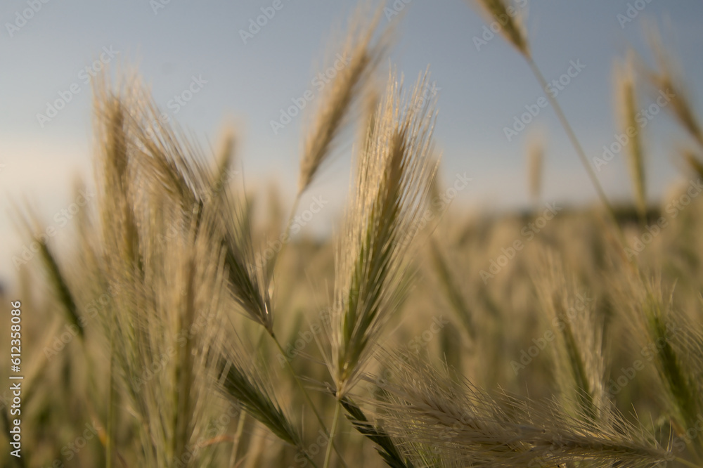 Obraz premium wheat field at the sunset