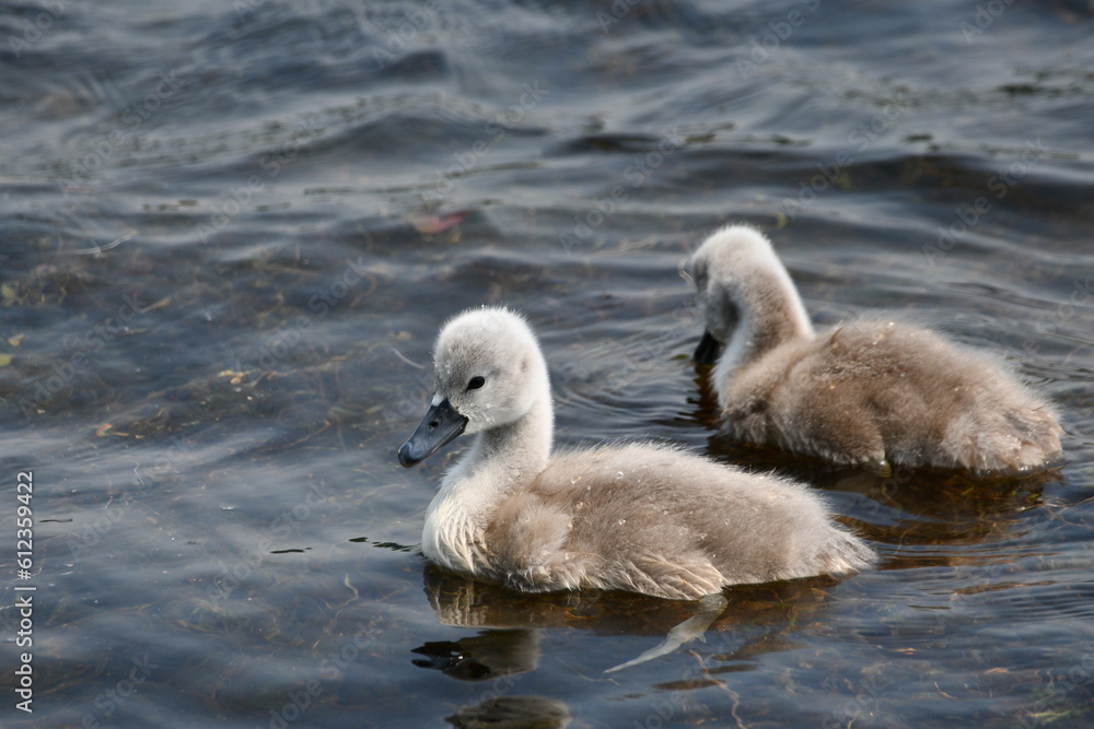 Two baby cygnet Mute swans swimming on lake