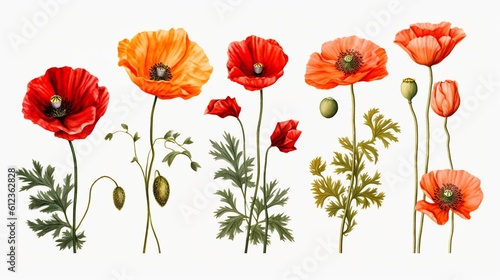 collection of beautiful red poppy flowers and twigs  isolated  flat lay  ai generated
