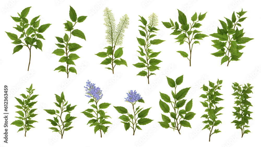 Set of leaves and inflorescences of flowers on a white background. Set of leaves and inflorescences of flowers on a white background.