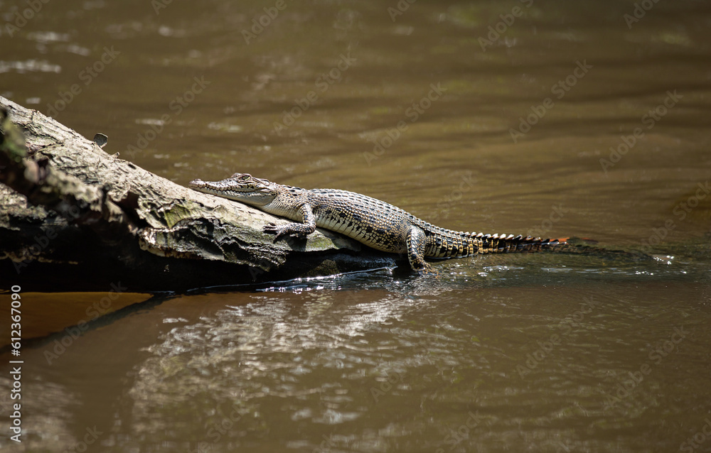 Fototapeta premium Crocodile relaxing on the tree