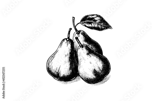 Set of pears. Ink sketch isolated on white background. Hand drawn vector illustration.