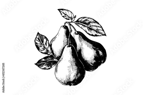 Set of pears. Ink sketch isolated on white background. Hand drawn vector illustration.