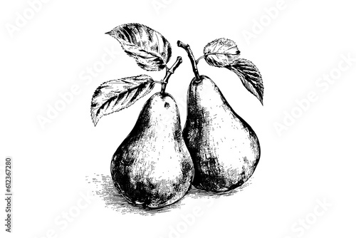 Set of pears. Ink sketch isolated on white background. Hand drawn vector illustration.