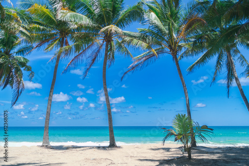 Coconut trees with tropical summer beach and blue sky.