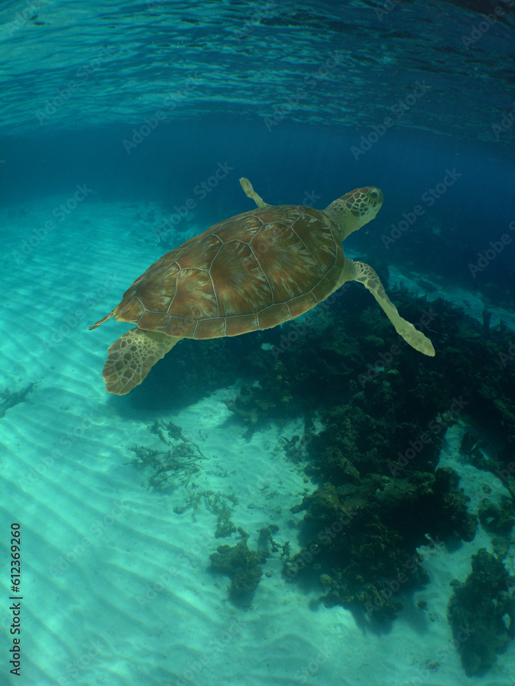 a beautiful green turtle in the crystal clear waters of the caibe sea