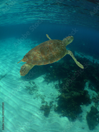 a beautiful green turtle in the crystal clear waters of the caibe sea © gustavo