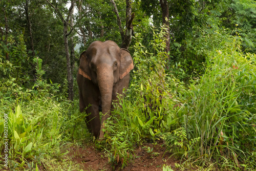 Cambogia, elefante che sbuca dalla foresta photo