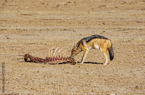 Black-backed Jackal