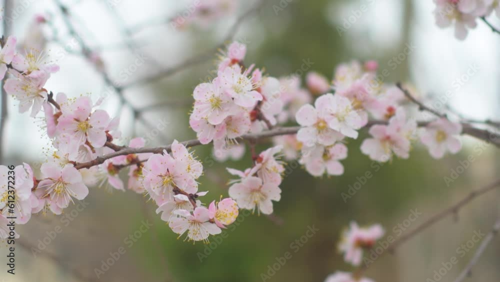Close-up of blooming light pink cherry tree flowers. Spring background with swaying tree branches in bloom. Close-up of blooming light pink cherry tree flowers. Spring background with swaying tree branches in bloom.