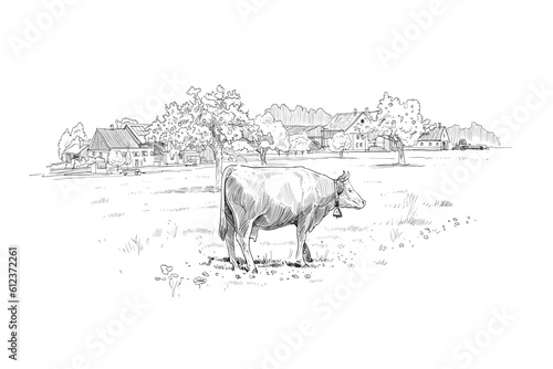 Farm sketch. Cows are grazing in a meadow. Rural landscape hand drawn vector illustration.