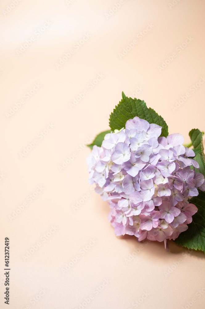 Obraz premium 満開のアジサイ