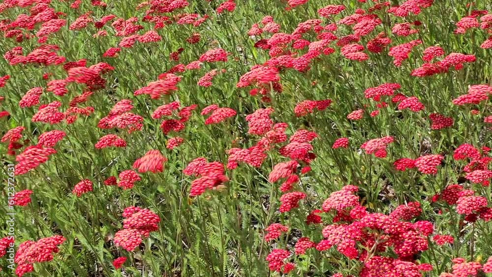 Blooming red yarrow in an outdoor meadow swayed by the wind on a summer sunny day Blooming red yarrow in an outdoor meadow swayed by the wind on a summer sunny day