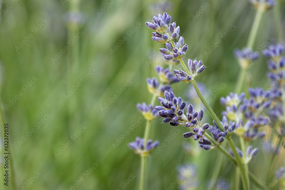 Obraz premium Tous au jardin