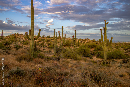 Arizona Sonoran Desert Landscape With Cactus On Hillside © Ray Redstone