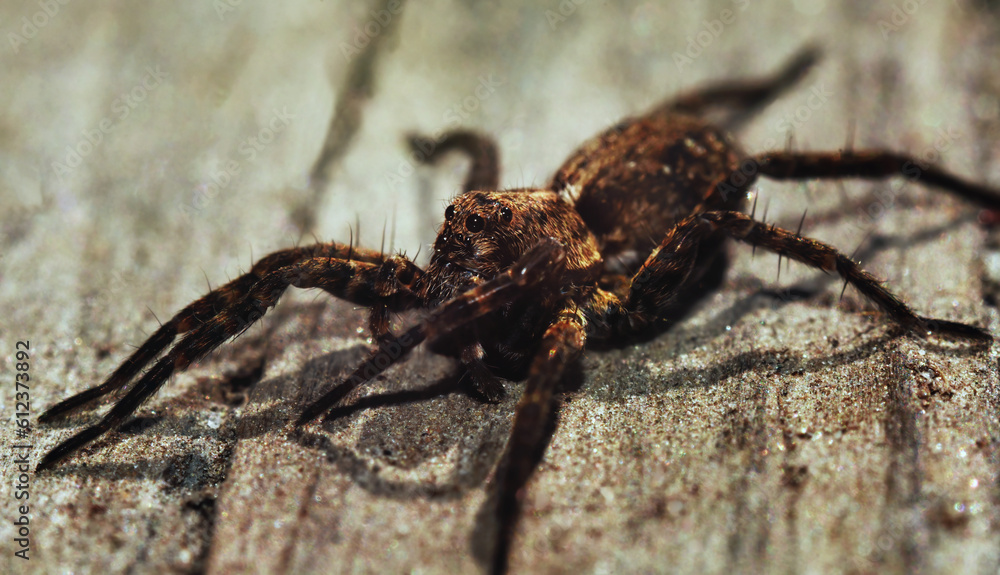 Acantholycosa lignaria a species of wolf spiders close up. Acantholycosa lignaria a species of wolf spiders close up.