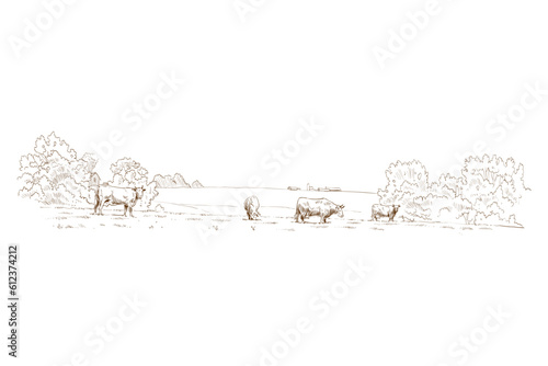 Farm sketch. Cows are grazing in a meadow. Rural landscape hand drawn vector illustration.