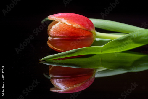 Tulip reflected on black