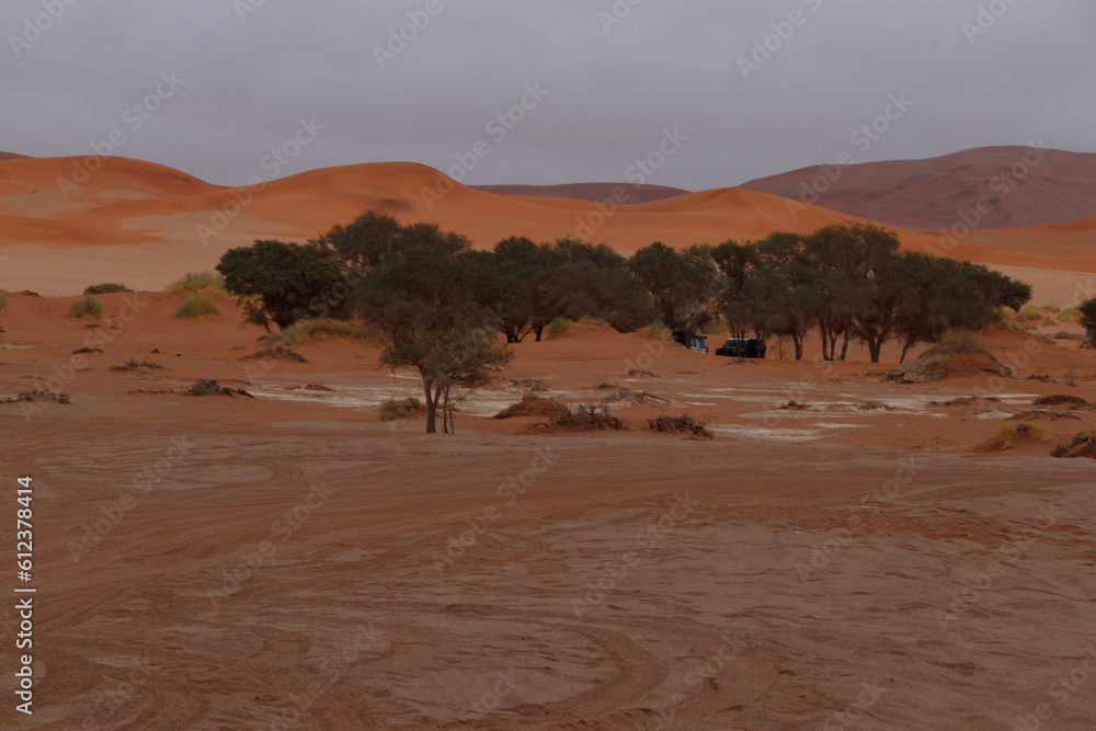 camels in the desert