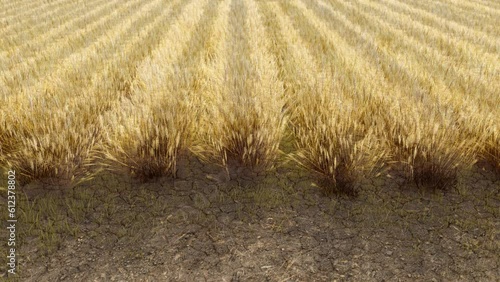 Dying wheat field transition realistic 3d render. soil depletion, drought, crop failure, environmental disaster concept. photo