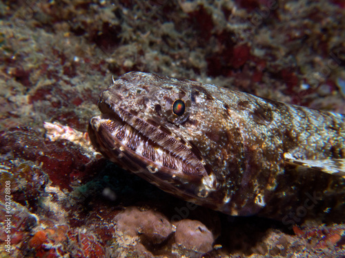 A sand Lizardfish camouflaged on rocks Boracay Island Philippines