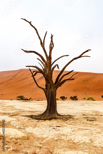 tree in desert © nicetosee