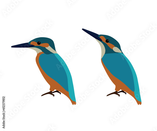 Set of Common Eurasian river kingfisher bird. Alcedo atthis isolated on white background. Vector illustration.