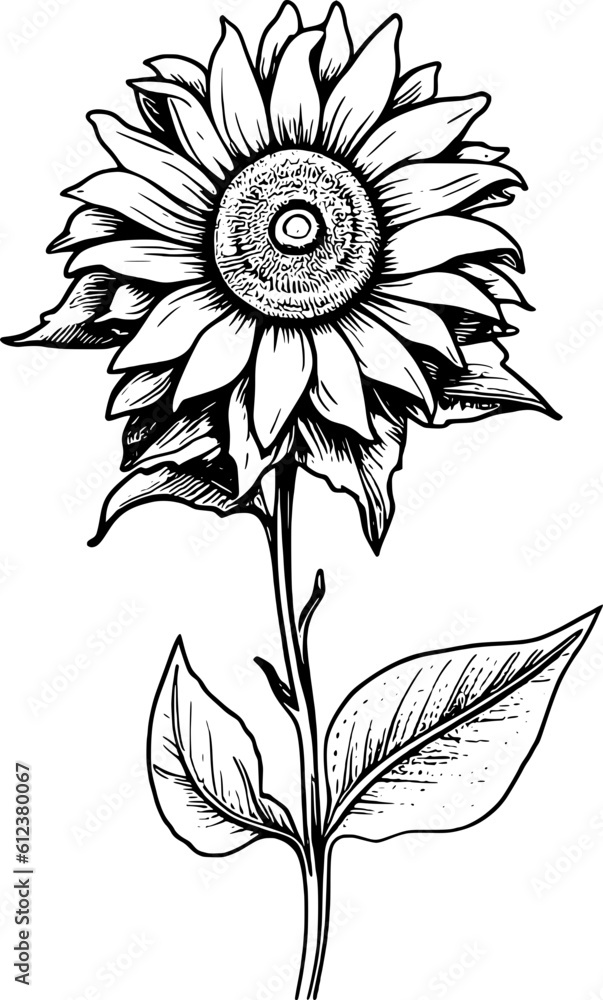 Sunflower Line Art Vol.20 Sunflower Line Art Vol.20