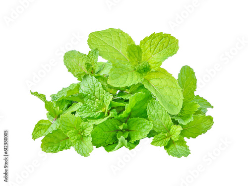 mint leaves transparent png