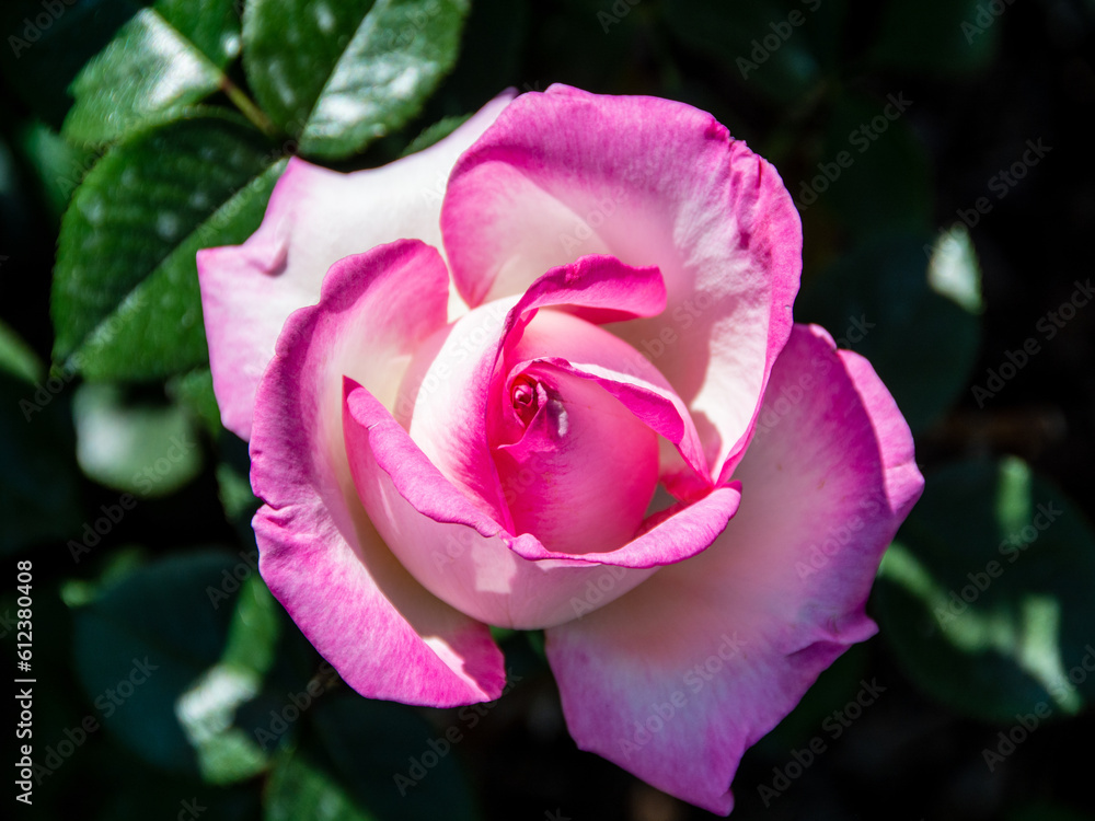 A romantic pink Princess De Monaco Rose on a sunny spring morning. A romantic pink Princess De Monaco Rose on a sunny spring morning.