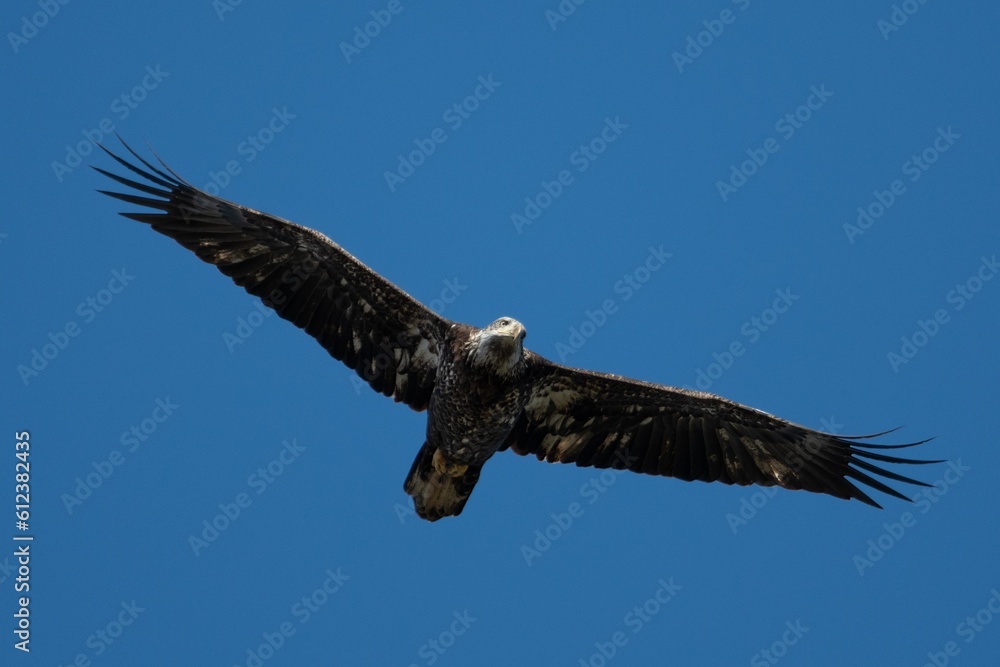Obraz premium Alabama Bald Eagles
