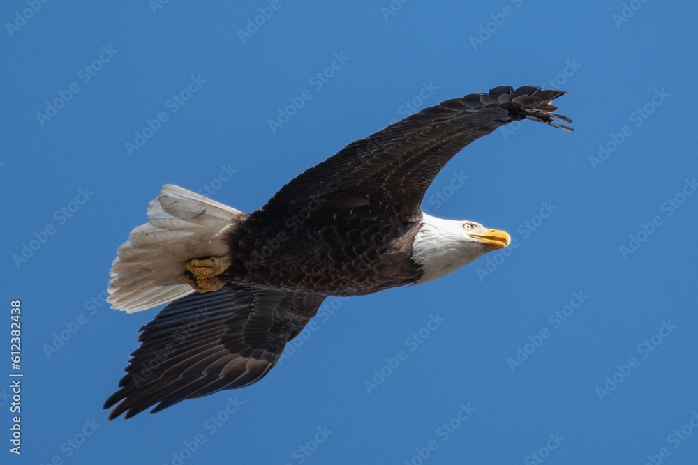 Fototapeta premium Alabama Bald Eagles
