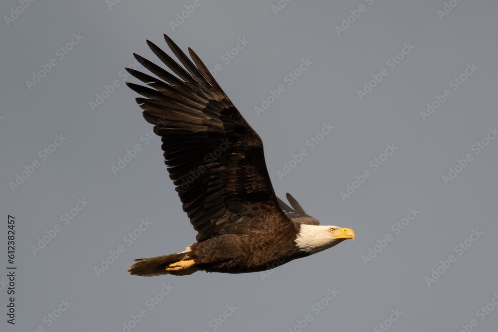 Obraz premium Alabama Bald Eagles