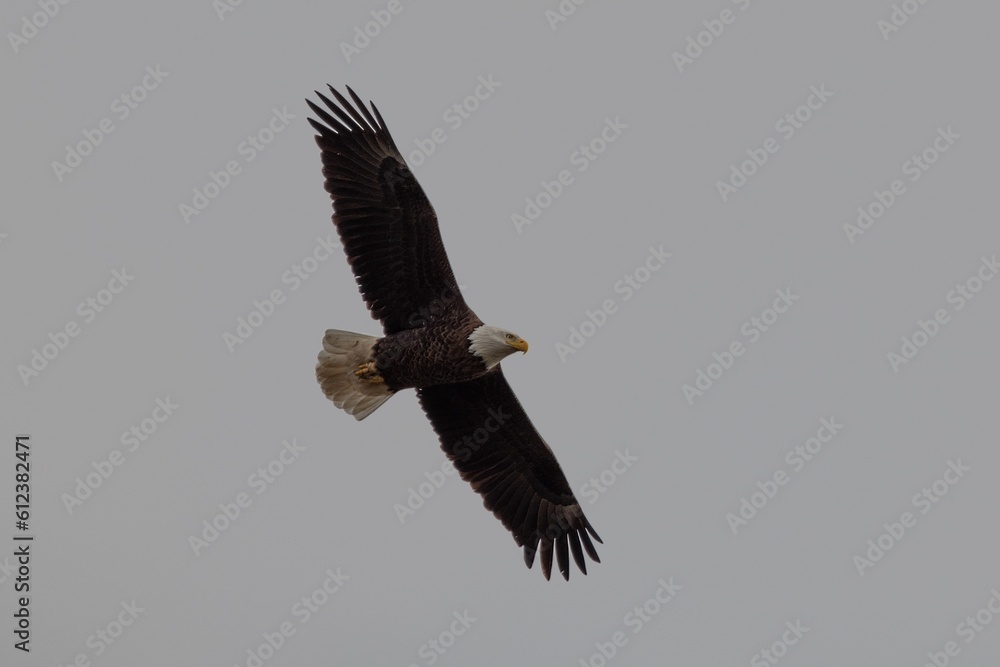 Obraz premium Alabama Bald Eagles