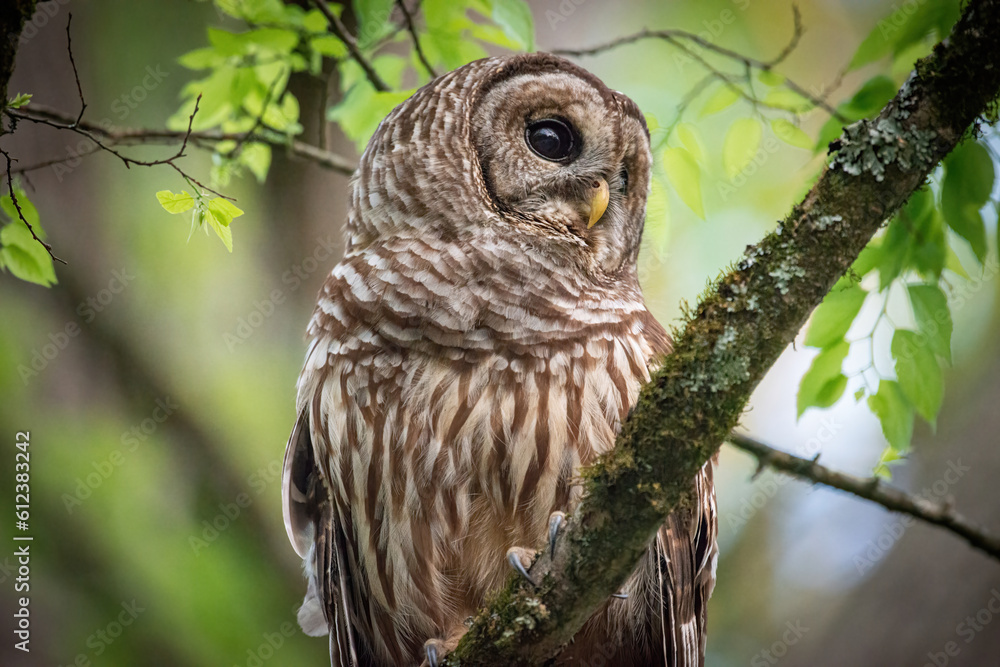 Fototapeta premium Alabama Barred Owl
