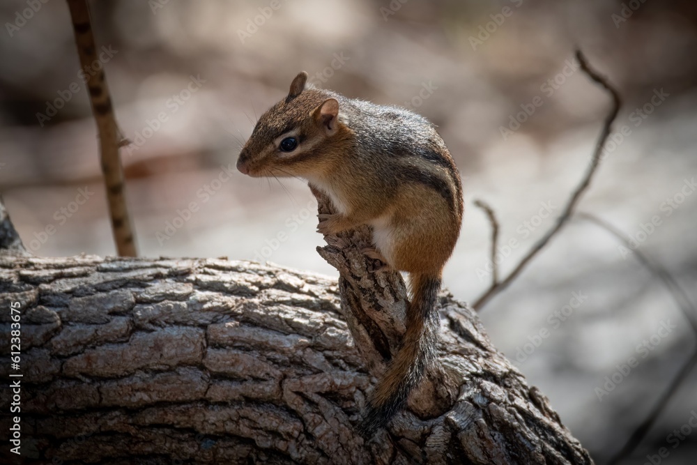 Fototapeta premium Chipmunk