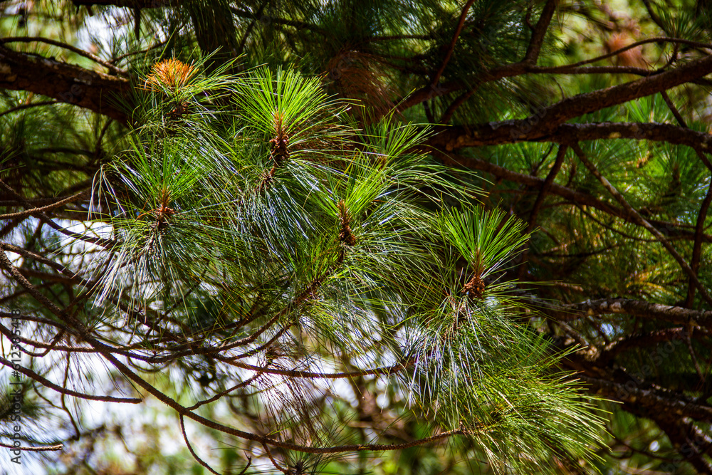 Obraz premium Forest and Mountain View