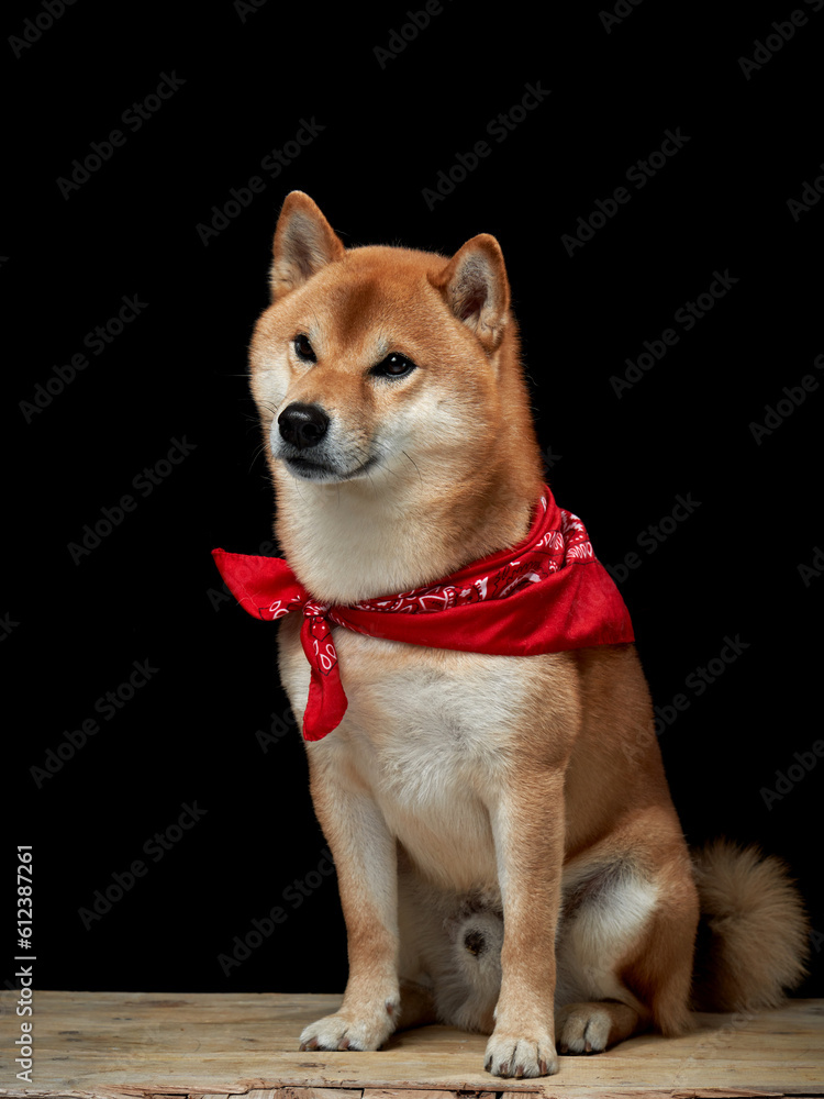 dog in red bandana. Scarf around the neck. Charming Shiba Inu on a black background. Pet in the studio