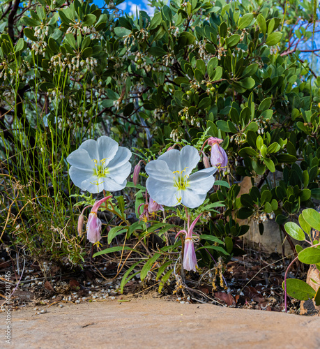 Dune Primrose on The Ice Box Canyon Trail, Red Rock Canyon National Conservation Area, Nevada, USA photo