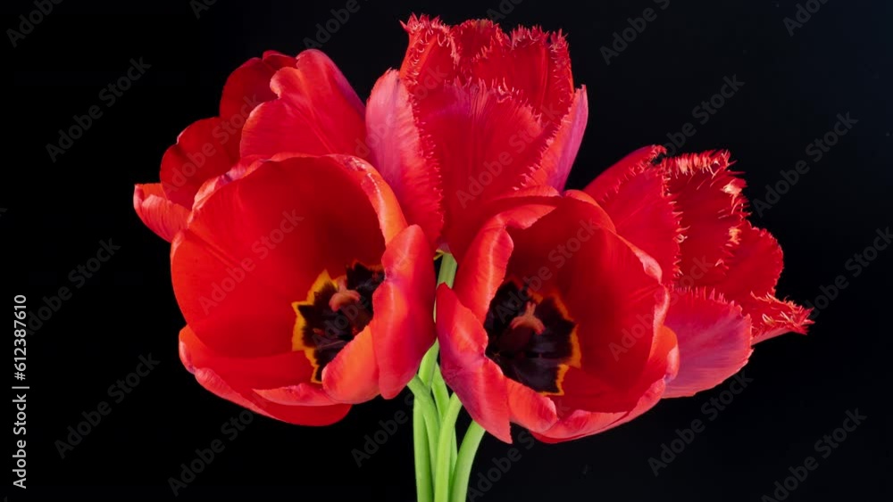Beautiful bouquet of Red tulips on a black background. Timelapse of red tulip flowers opening. Springtime. Mother's day, Holiday, Love, birthday, Easter background Beautiful bouquet of Red tulips on a black background. Timelapse of red tulip flowers opening. Springtime. Mother's day, Holiday, Love, birthday, Easter background