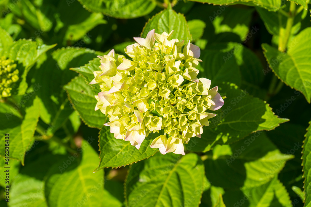 Pink Hydrangea macrophylla, commonly referred to as bigleaf hydrangea, is one of the most popular landscape shrubs owing to its large mophead flowers. Pink Hydrangea macrophylla, commonly referred to as bigleaf hydrangea, is one of the most popular landscape shrubs owing to its large mophead flowers.