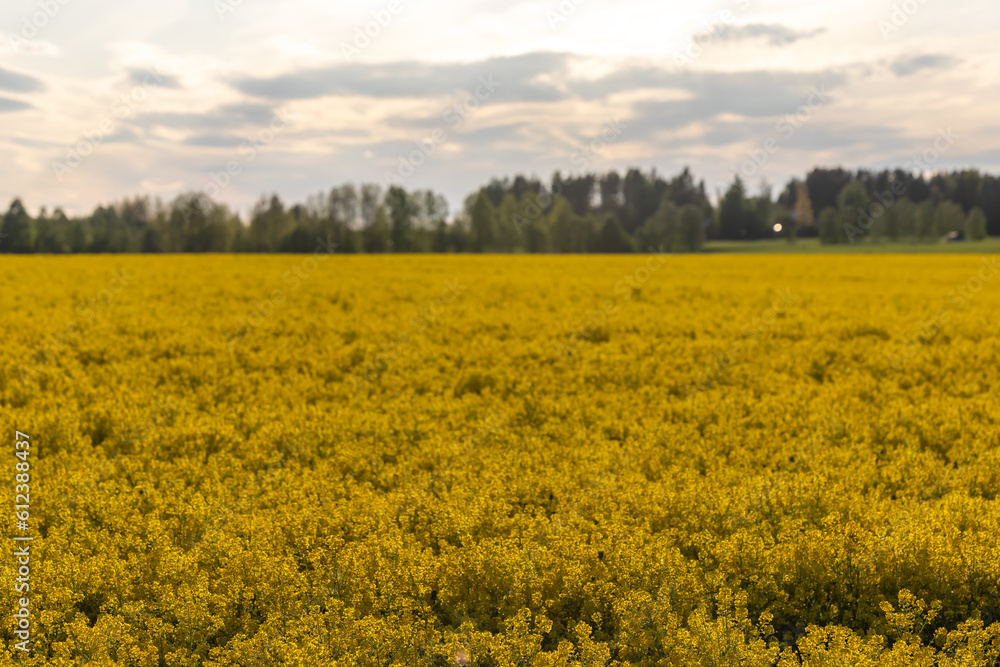 Skelleftea, Sweden A yellow field of rape seed plants.