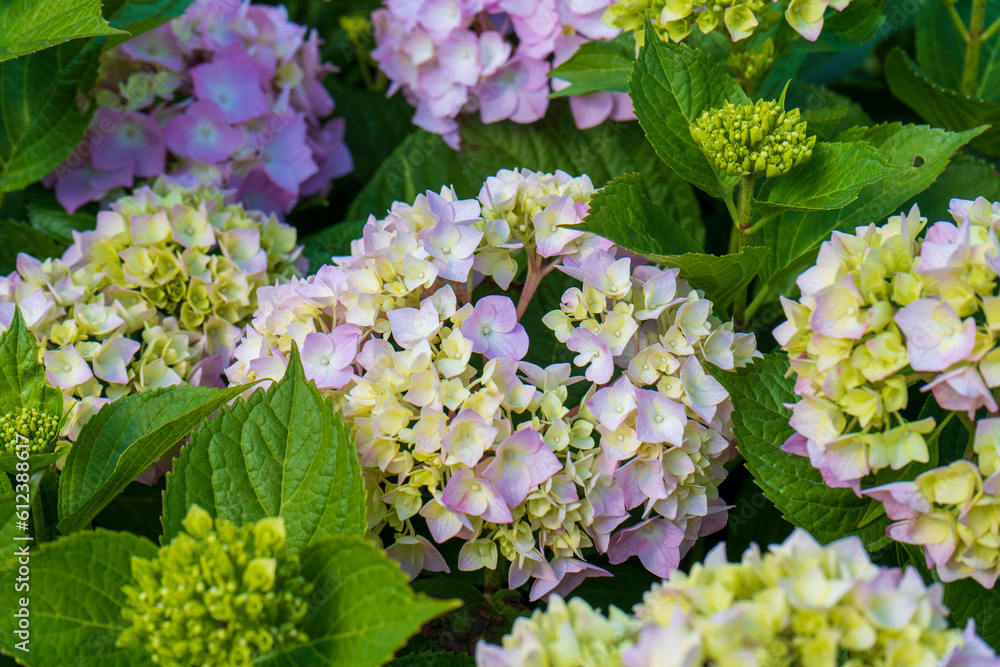 Pink Hydrangea macrophylla, commonly referred to as bigleaf hydrangea, is one of the most popular landscape shrubs owing to its large mophead flowers. Pink Hydrangea macrophylla, commonly referred to as bigleaf hydrangea, is one of the most popular landscape shrubs owing to its large mophead flowers.