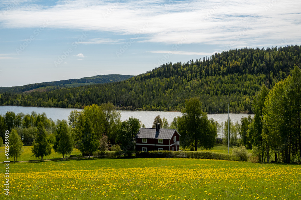 Obraz premium Norsjö, Sweden A picturesque view of a lake, a barn, a mountain, and a field of yellow dandelions in the summer.