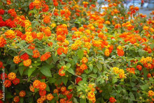 Magnifique lantana orange et rouge dans le jardin	
