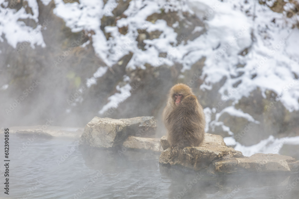 Naklejka premium Japanese Snow monkey family,Jigokudani Monkey Park, Nagano, Japan