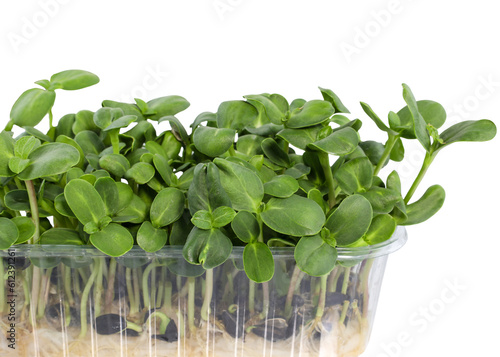 Sprouted sunflower seeds in a plastic container isolate. Small green sunflower sprouts close-up. Seed microgreens on white background, delicious organic food.