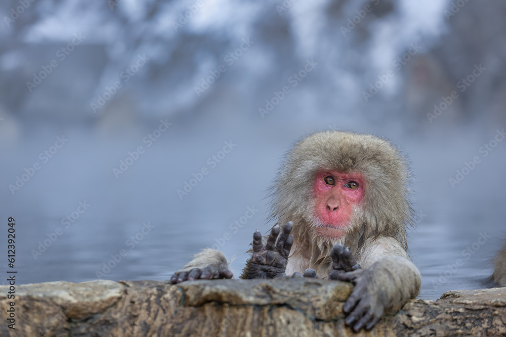 Japanese Snow monkey family,Jigokudani Monkey Park, Nagano, Japan
Japanese Snow monkey family,Jigokudani Monkey Park, Nagano, Japan