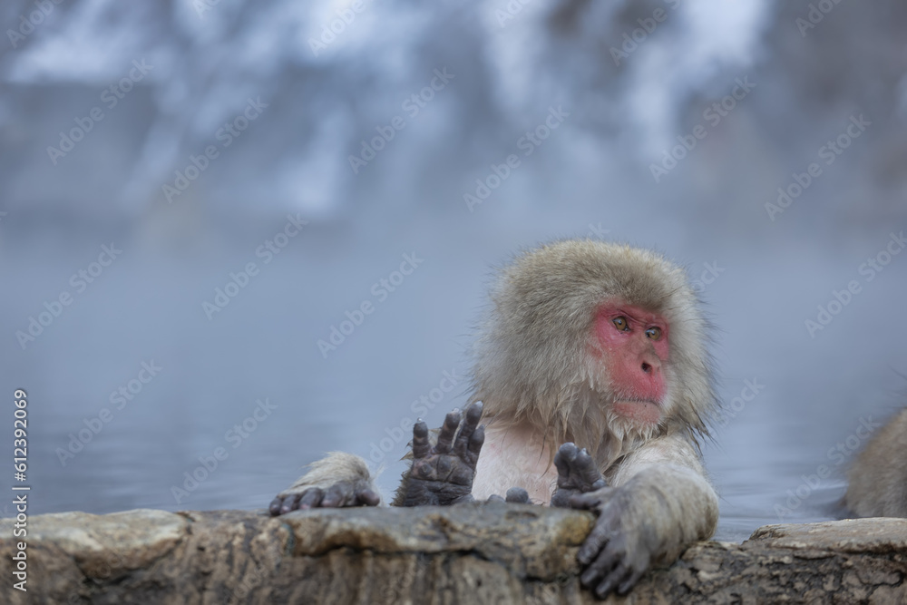 Naklejka premium Japanese Snow monkey family,Jigokudani Monkey Park, Nagano, Japan 
